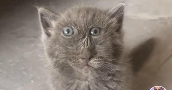 милые котики смешные