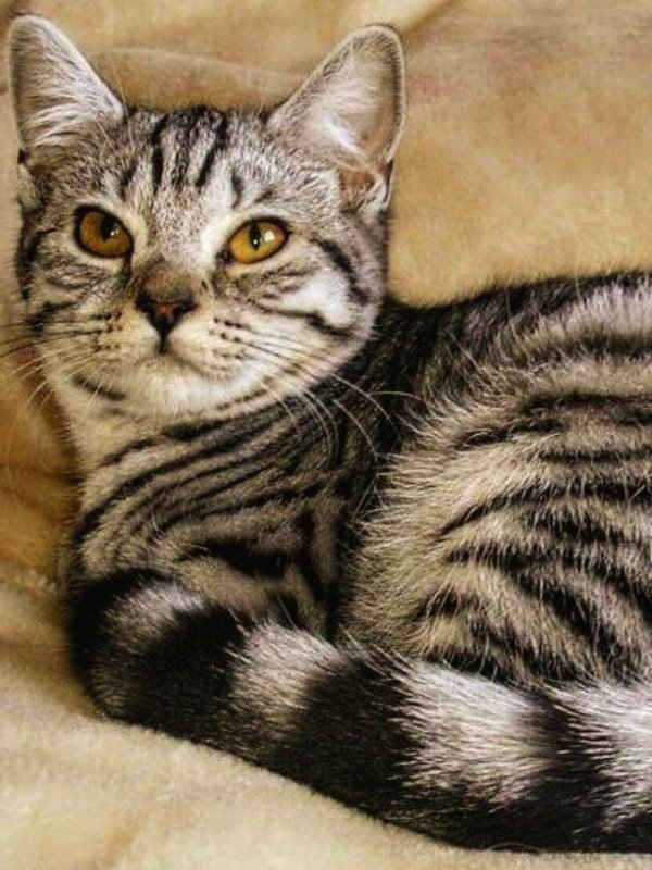 табби макрель