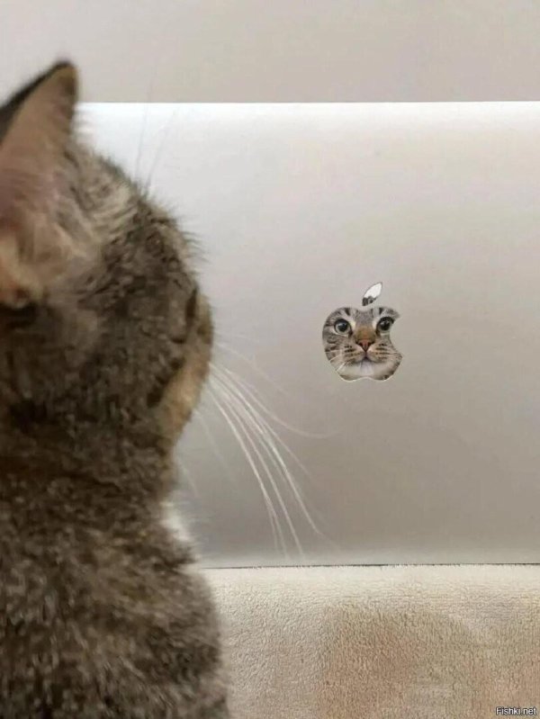 котики прикольная