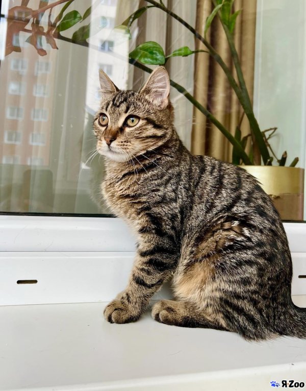 полосатые котики