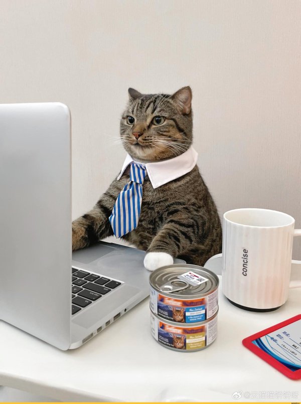 кот с галстуком