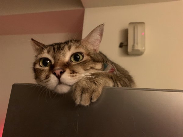 нервный котик