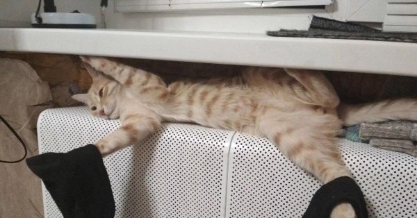 коты в странных местах