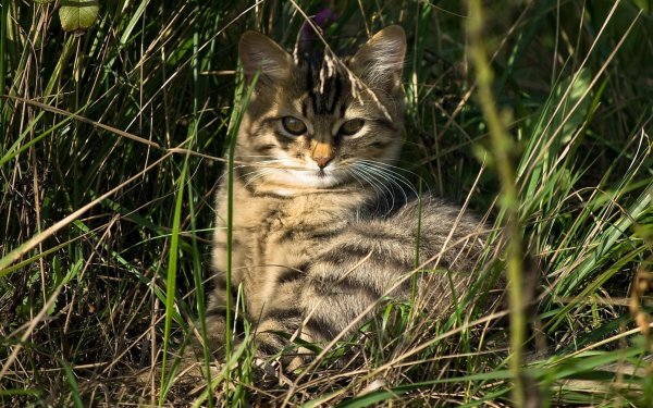 котик в траве