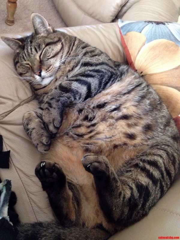 толстые кот