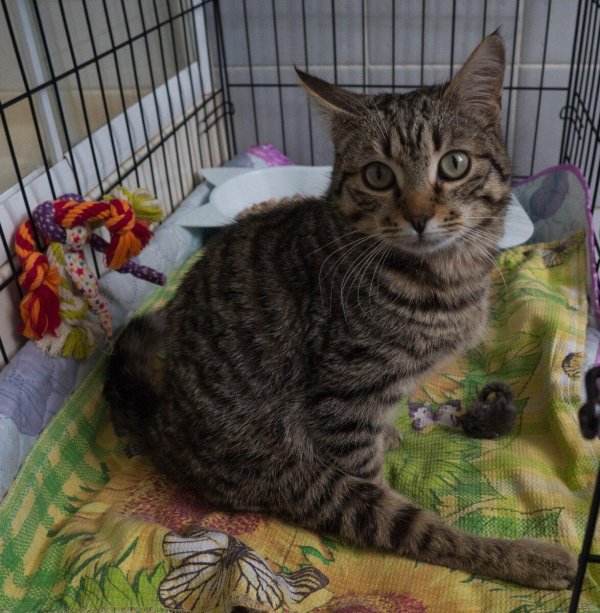 полосатые коты