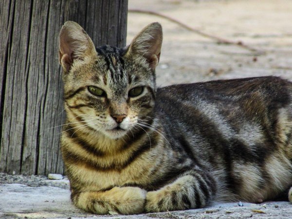 европейская короткошерстная табби