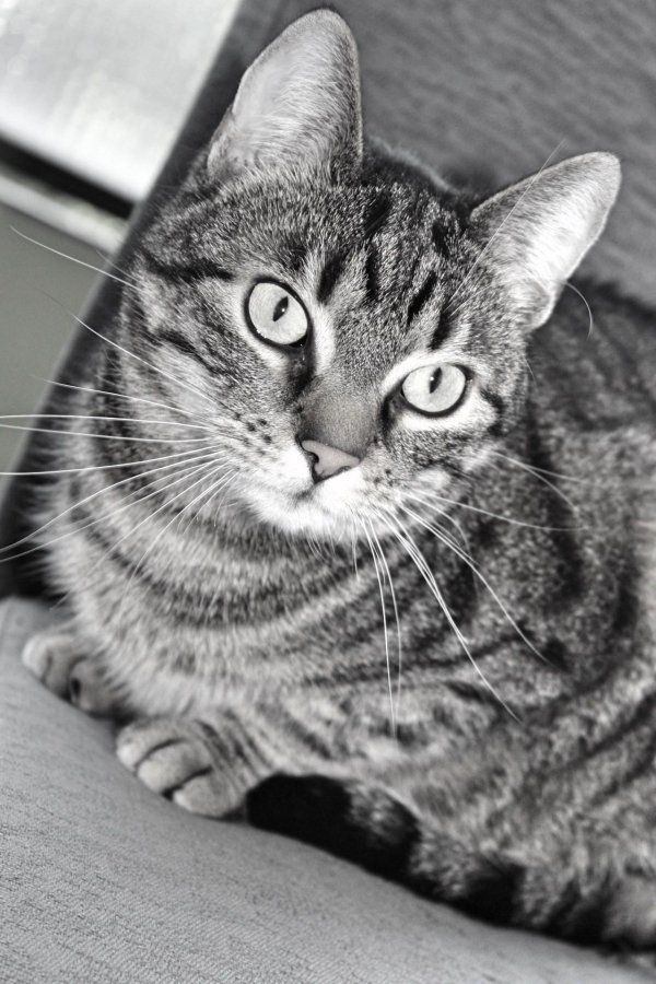 европейская короткошерстная кошка