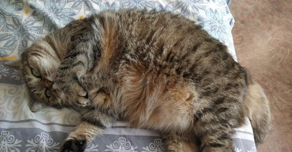 смешные коты