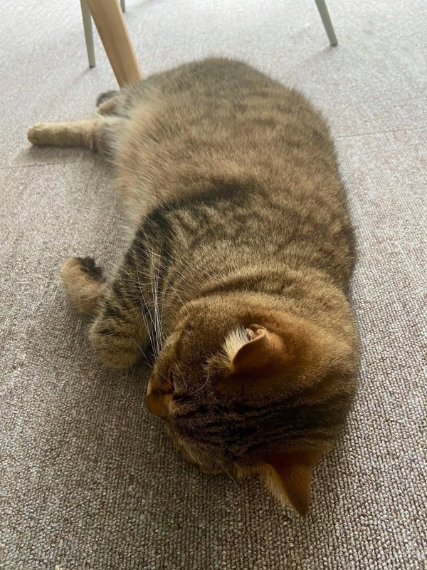 полосатые коты