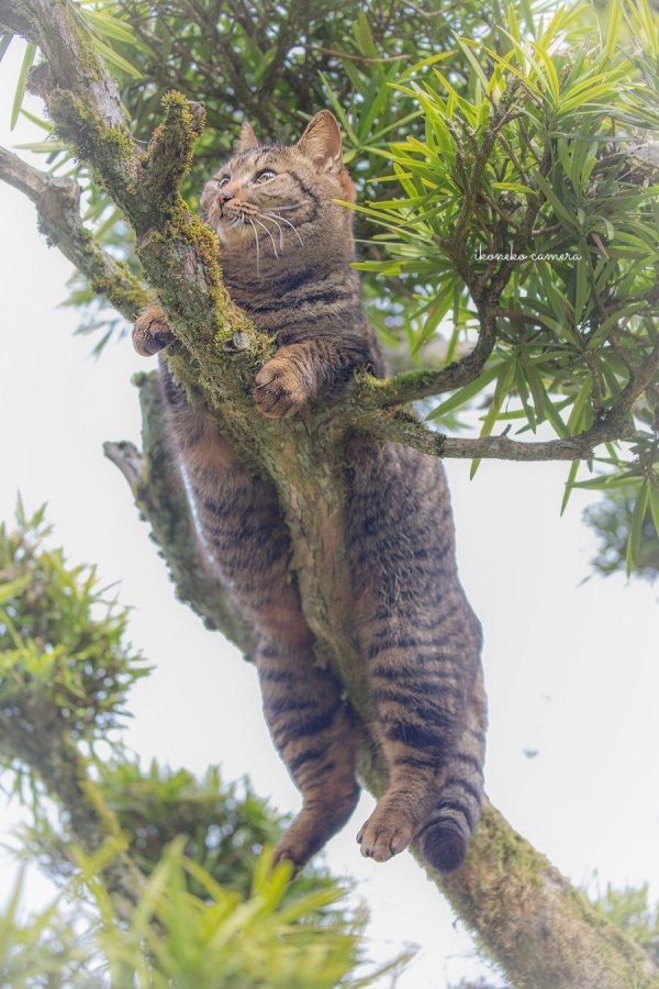 курильский бобтейл дикий