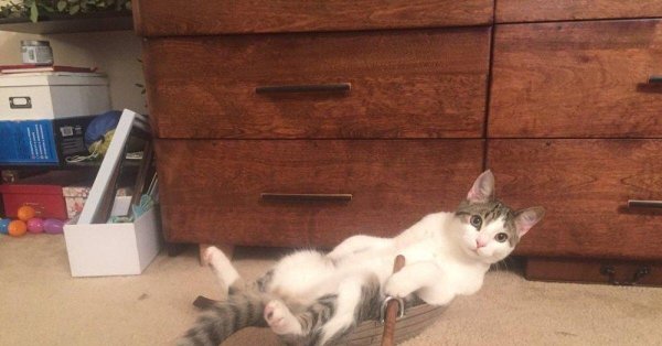 котенок чудит