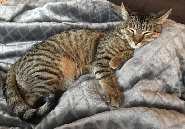 оцикет полосатый