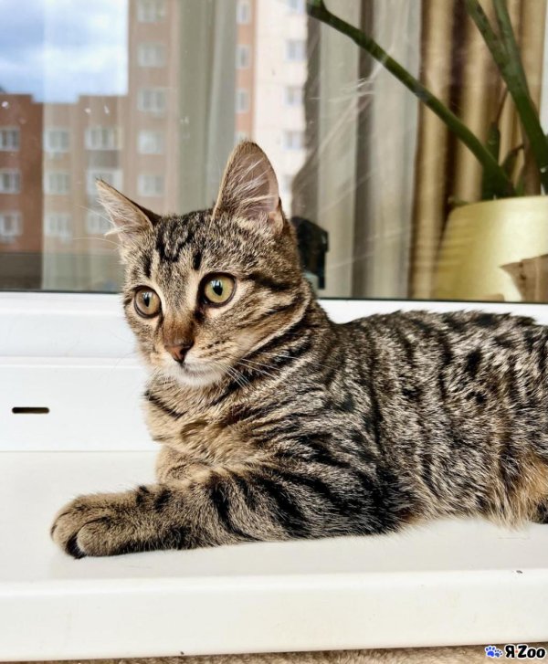 полосатые котики