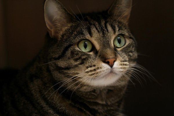 европейская короткошерстная табби