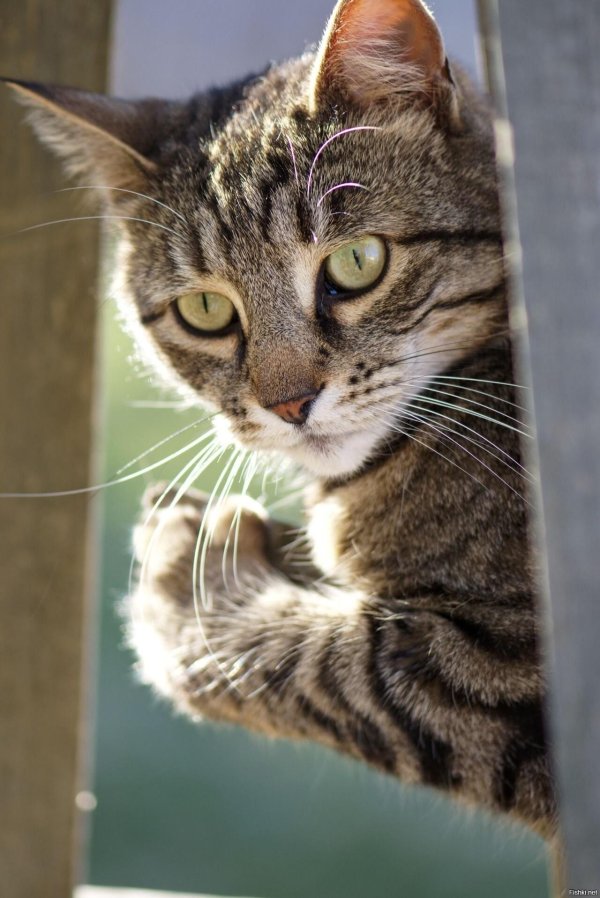 смешной полосатый кот