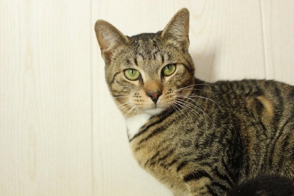 сибирская короткошерстная кошка