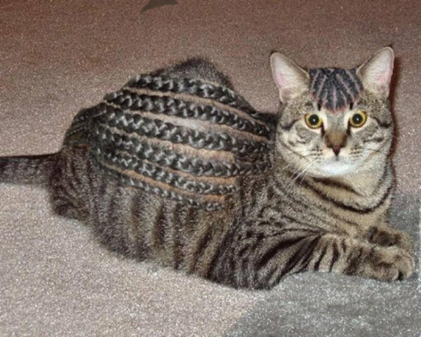 табби кошка