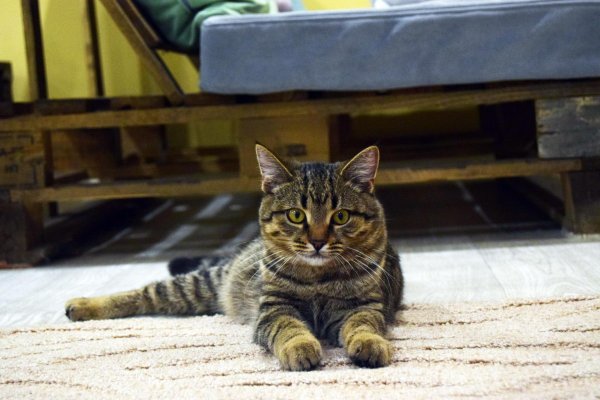 полосатые котики