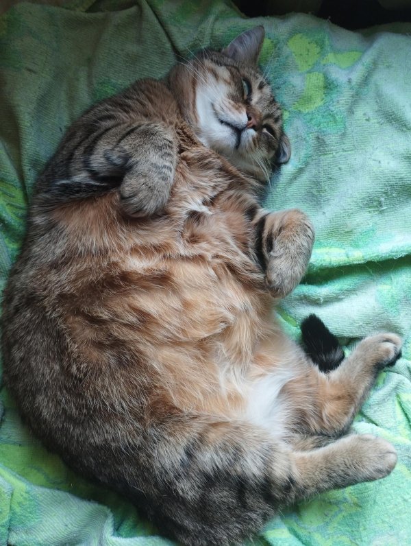 толстые кот