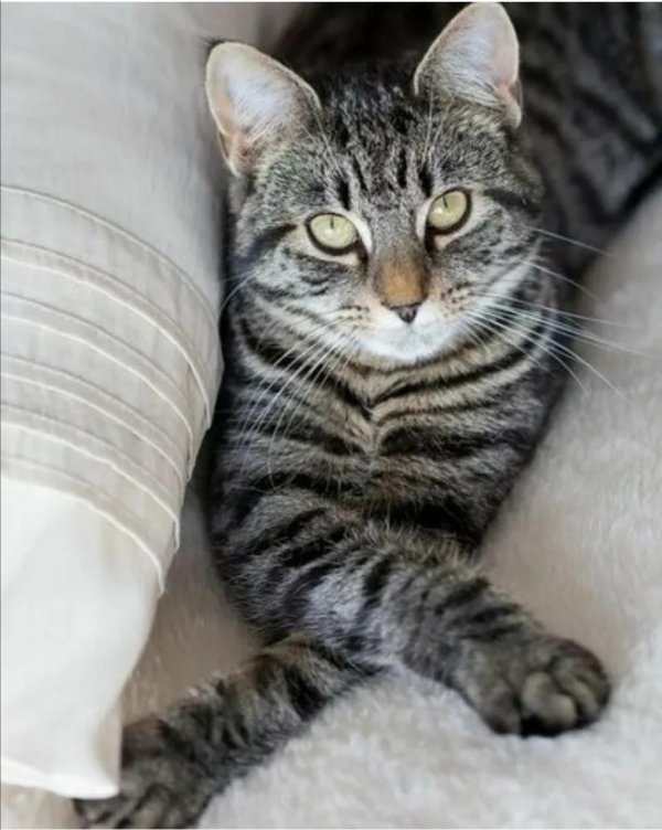 табби макрель