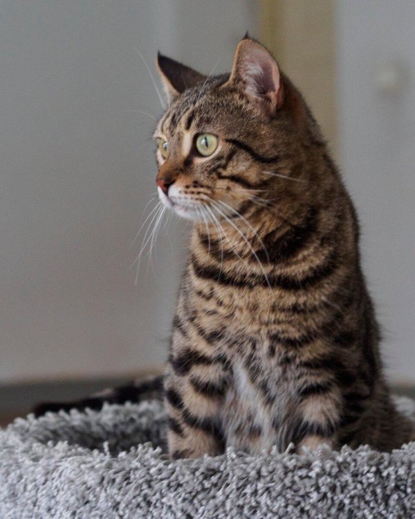 кошка европейская короткошерстная