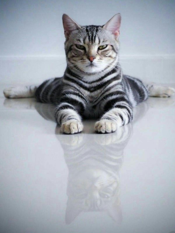 американская короткошерстная табби