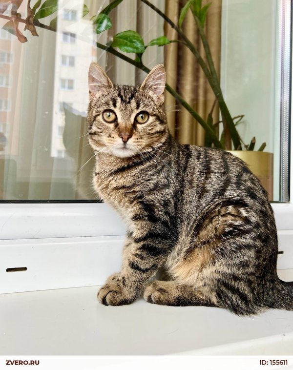 полосатые котики