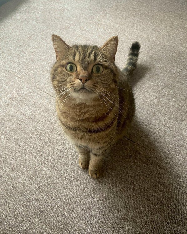 полосатые коты