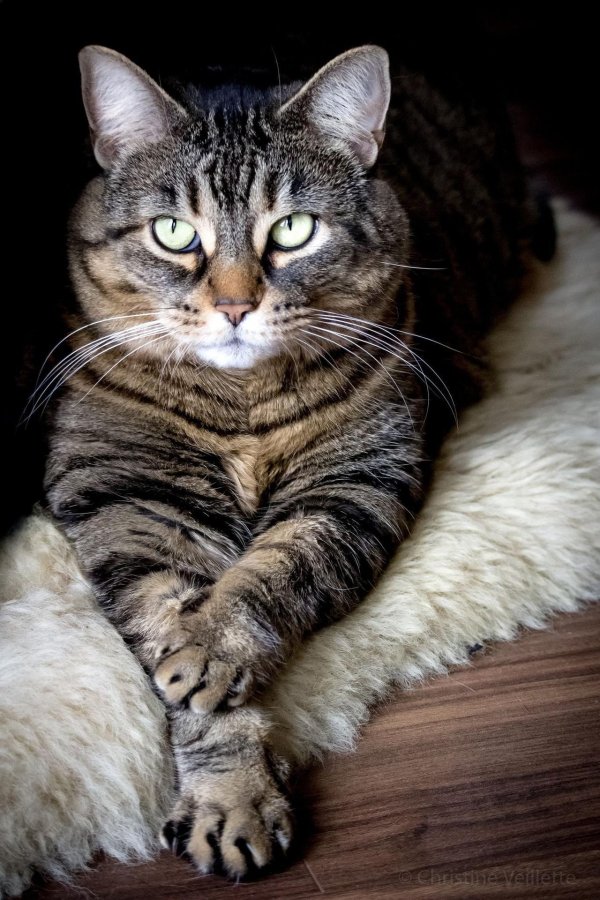 европейская короткошерстная табби