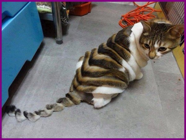 стрижка котов