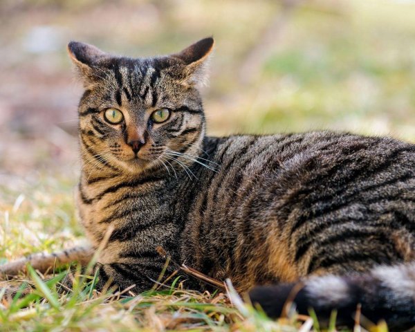 европейская короткошерстная табби