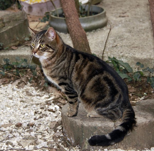 табби макрель полосатый