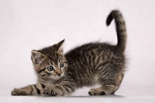 котенок полосатый