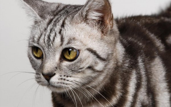 американская короткошёрстная кошка