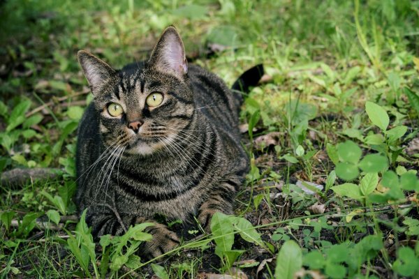 полосатая кошка