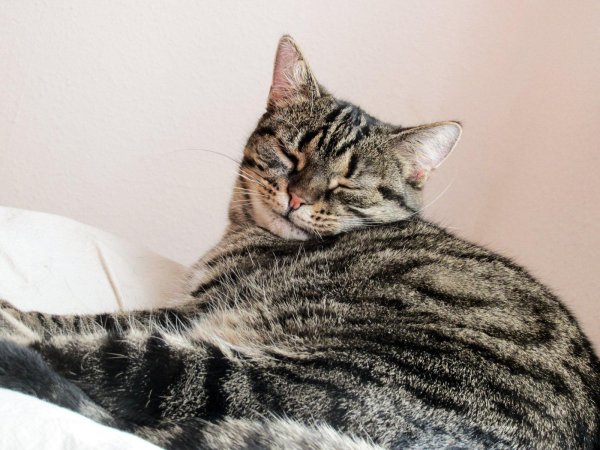 азиатская табби