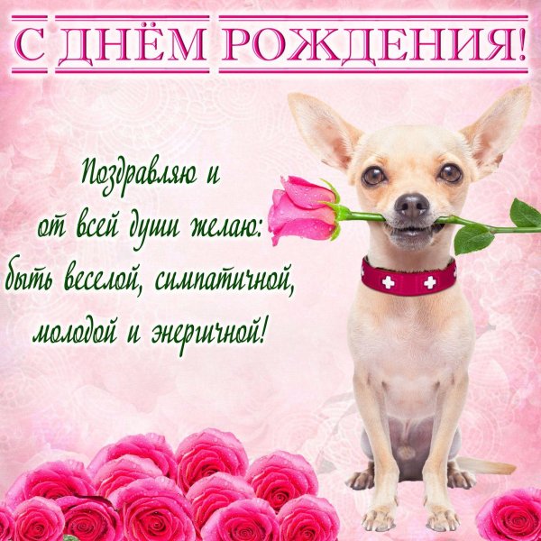 собака чихуахуа