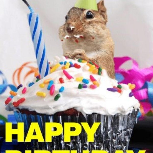 happy birthday squirrel