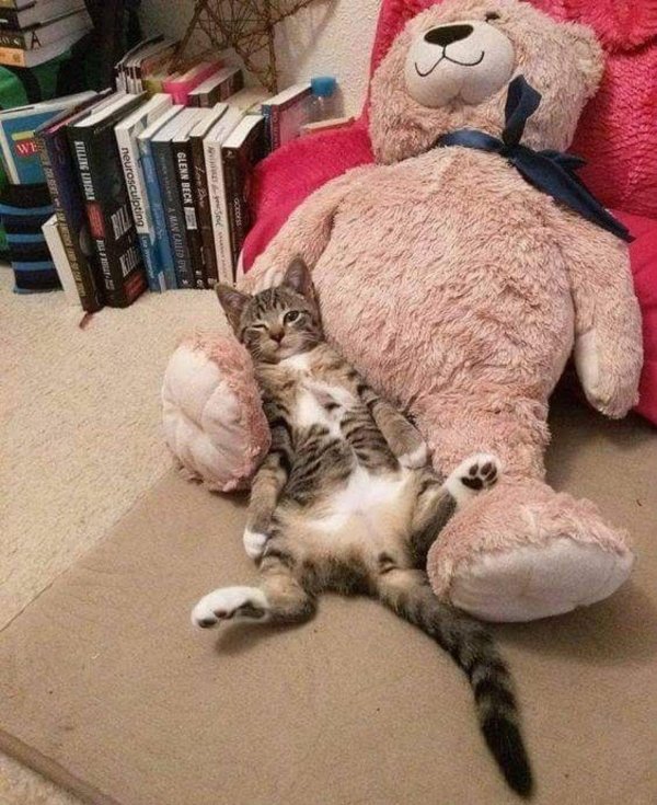 кошачий сон