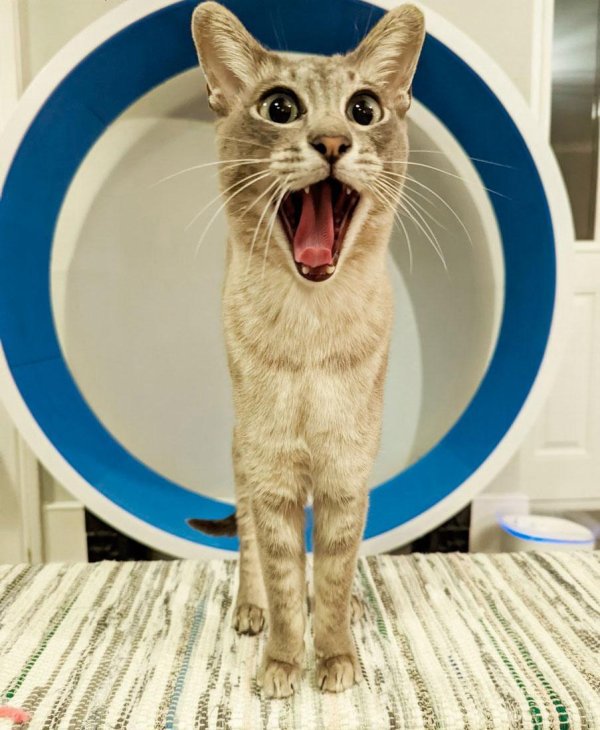 прикольные котики