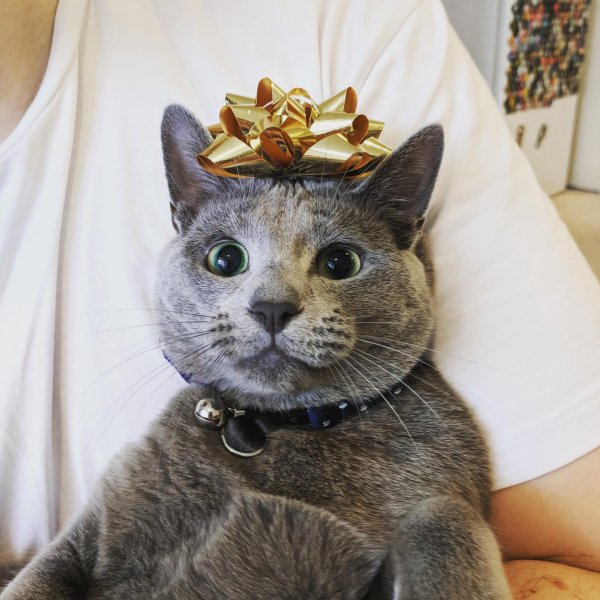 Коты большие