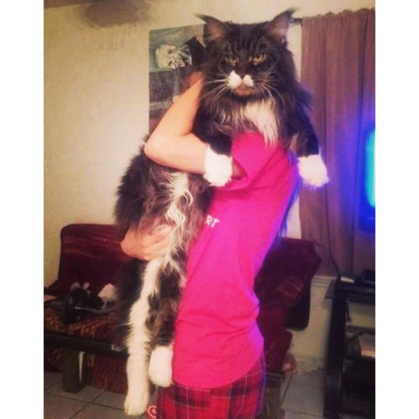 мейн кун 35 кг