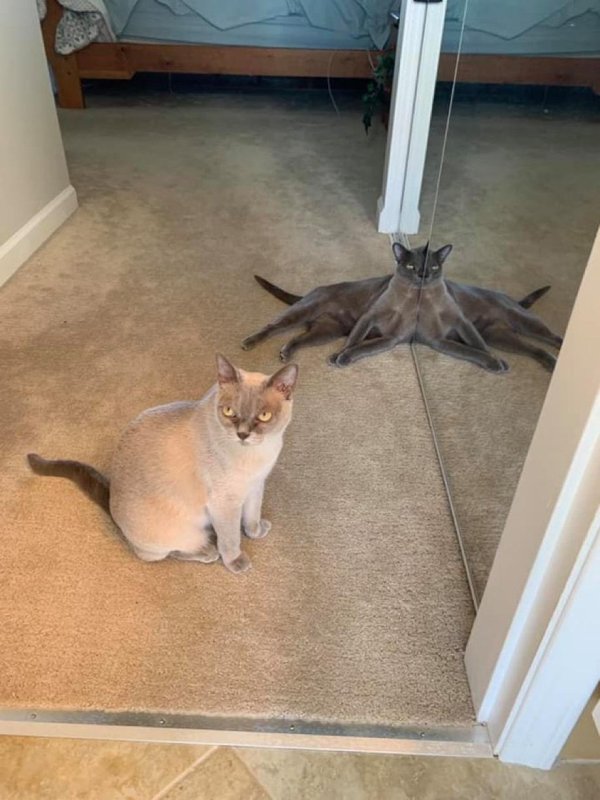 приколы про животных