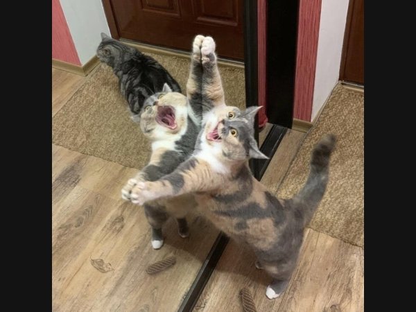 прикол с котами