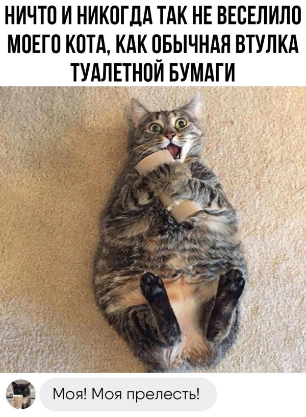 эти котики