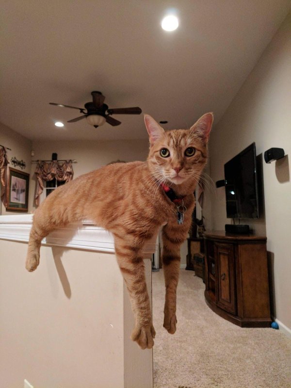 рыжего кота