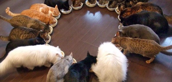 дом кошек