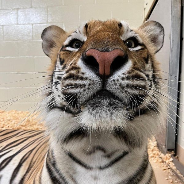 тигренок тигр