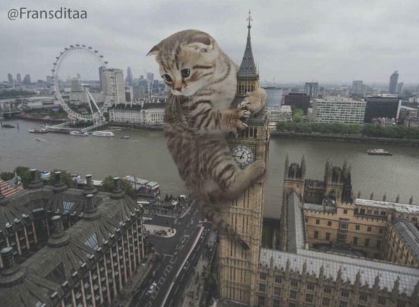 гигантские коты